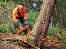 Mannington, WV Tree Removal Services Company