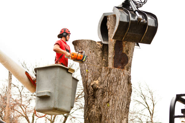 Best Emergency Tree Removal  in Mannington, WV